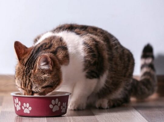 mokra hrana za mačke