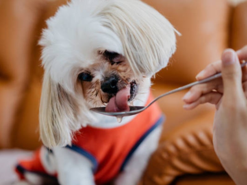 lososovo ulje za pse prirodni dodatak prehrani