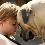 Kad je potrebno koristiti hranu za starije pse