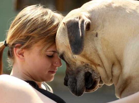 Hrana za starije pse